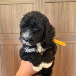 Solid black male with white paws - Black male Goldendoodle puppy in Vallejo, California from Well Rooted Doodles