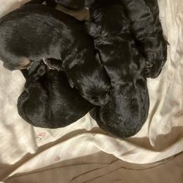 Girl 1 - Black female German Shepherd puppy in Walla Walla, Washington from Silver Knight Shepherds