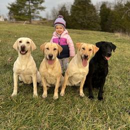 Labrador Retriever All Grown Up from On Point Labradors