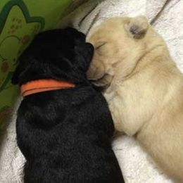 Labrador Retriever Puppies from Geronimo Labradors