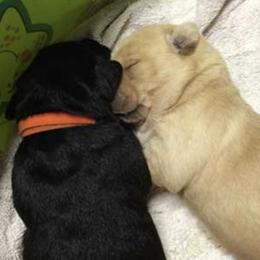 Labrador Retriever Puppies from Geronimo Labradors