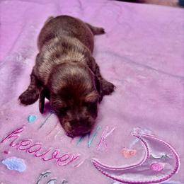 Pearl - Dapple female Dachshund puppy in Aiken, South Carolina from State Eight Dachshunds