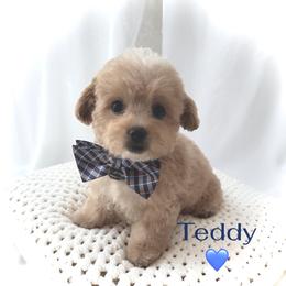 Maltipoo puppies from GlamPaw Maltipoos
