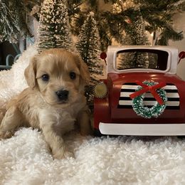 Cavalier King Charles Spaniel and Cavapoo Puppies from K’s Cavys