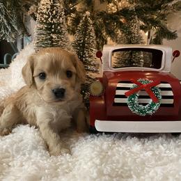 Cavalier King Charles Spaniel and Cavapoo Puppies from K’s Cavys