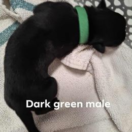 Dark green male - Black male Belgian Malinois puppy in Fort Worth, Texas from North Texas Working Malinois
