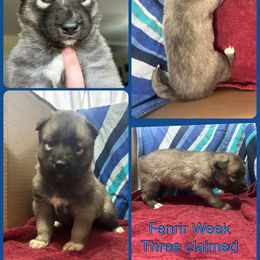 Nightmare - Agouti and white male Siberian Husky puppy in Canton, Ohio from Bleu Skies Siberian Huskies