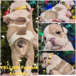 Bulldog Puppies from Hayzlett Family English Bulldogs