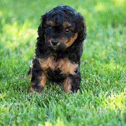 Goldendoodle and Poodle Puppies from Serenity Doodles