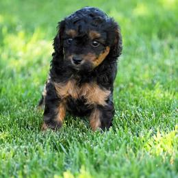 Goldendoodle and Poodle Puppies from Serenity Doodles