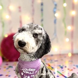 Navee - Goldendoodle