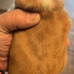 Dachshund Puppies from Witchy Woman’s Wiener’s