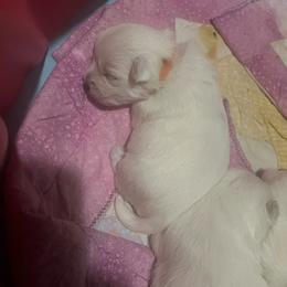 Asoka - White female West Highland White Terrier puppy in New Orleans, Louisiana from Amazing Grace Westies