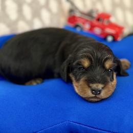Boone - Black and tan male Dachshund puppy in Stoutland, Missouri from Farmhouse Dachshunds