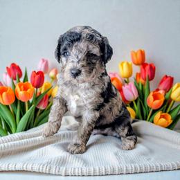 Hashbrown - Blue merle male Aussiedoodle puppy in Sparta, Missouri from Sis' Doodles & Poodles