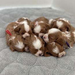 Julie - Blenheim female Cavalier King Charles Spaniel puppy in Seymour, Missouri from Country View Cavaliers