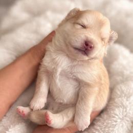 Simba - White male Pomsky puppy in Huntington Beach, California from L.A Pomskys