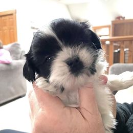 German Shepherd and Shih Tzu Puppies from Carlson Hill Farm
