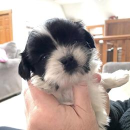 German Shepherd and Shih Tzu Puppies from Carlson Hill Farm