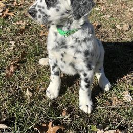Dalmatian Puppies from Missouri Dalmatians
