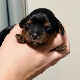 Cavalier King Charles Spaniel and Dachshund Puppies from Cavalier Companions CO.