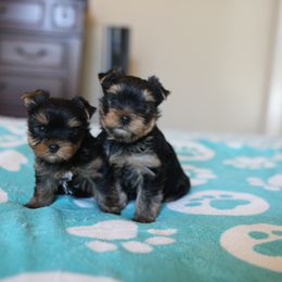 Yorkshire Terrier Puppies from Yorkielicious Yorkies