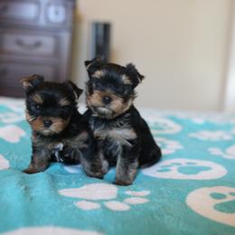 Yorkshire Terrier Puppies from Yorkielicious Yorkies