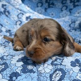 Jolie - Dapple female Dachshund puppy in Duncanville, Alabama from Bear Creek Dachshunds