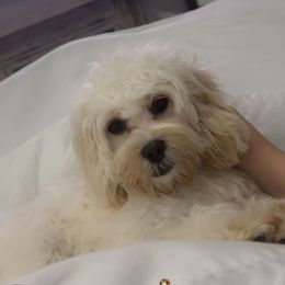Honey - Cockapoo
