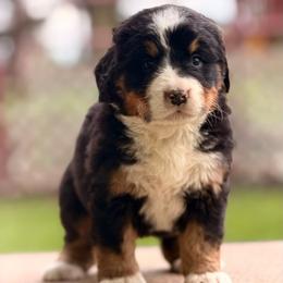Bali - Tri-color female Bernese Mountain Dog puppy in New Haven, Indiana from Maumee Berners
