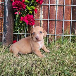 Lucas - Dapple male Dachshund puppy in Florence, Arizona from Doxie Town Az