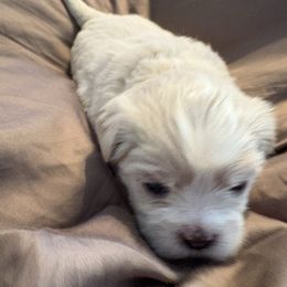 Brown Collar - Cream male Lhasa Apso puppy in Port Royal, Virginia from Hearth and Hound Family Farms