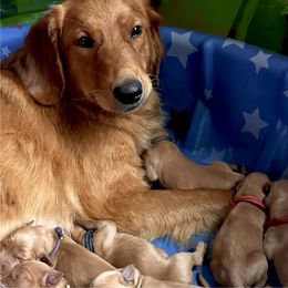 ‘Neev’ - Golden Retriever