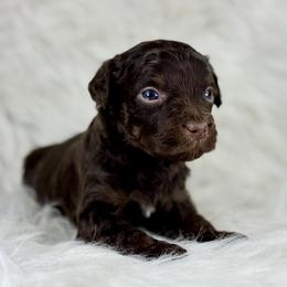 RPM10 - Red phantom male Aussiedoodle puppy in Prague, Oklahoma from Classic K9’s  Aussies & Doodles