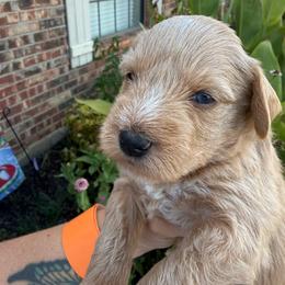 Latte - Wheaten male Miniature Schnauzer puppy in Fort Worth, Texas from Sissy’s Schnauzers