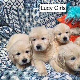 Lucy Girl 2 - Light golden female Golden Retriever puppy in Niles, Michigan from Composer Goldens