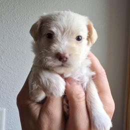 Taiga - White and tan male Maltese puppy in Ludington, Michigan from OT Maltese & Co