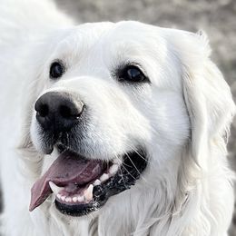 Teddy - Golden Retriever