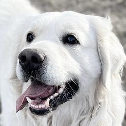Teddy - Golden Retriever