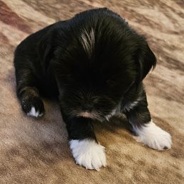 Yogi Bear - Lhasa Apso puppy from Absosengkye Kennel
