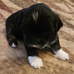 Yogi Bear - Lhasa Apso puppy from Absosengkye Kennel