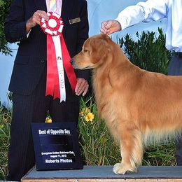 Golden Retrievers from GC Goldens