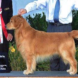 Golden Retrievers from GC Goldens