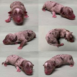 Red Merle female 3 - Red merle female Toy Australian Shepherd puppy in Brooker, Florida from Honey, I Shrunk the Aussies