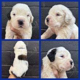 Blue - Mahogany and white male Saint Bernard puppy in Ladysmith, Wisconsin from Northwoods Saint Bernards