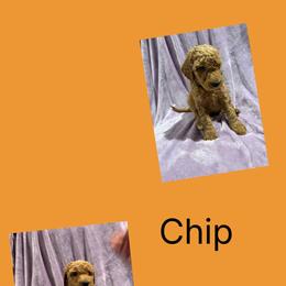 AKC  Standard poodle Chip - Red  male Poodle puppy in Harrisburg, Arkansas from Ransone’s Ridge Runners Poodles and Doodles