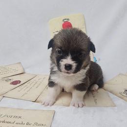Cookie- Pink collar - Red female Pembroke Welsh Corgi puppy in Deming, New Mexico from Dragon Ridge Corgis