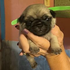 Pug puppies from Sherry's Pugs