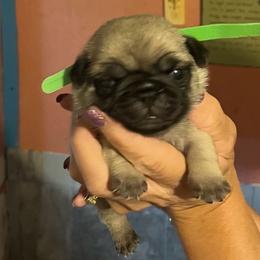 Pug puppies from Sherry's Pugs