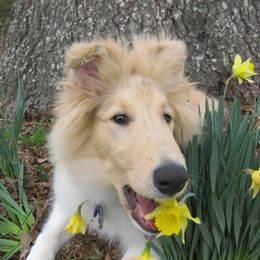 Collie Puppies from SHOWBOAT COLLIES
